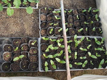 今年は夏野菜の種の発芽率が悪いです・・・