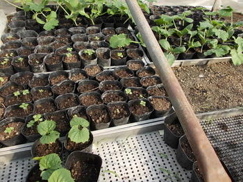 今年は夏野菜の種の発芽率が悪いです・・・