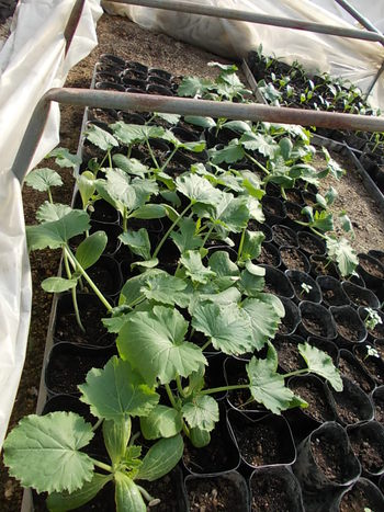 今年は夏野菜の種の発芽率が悪いです・・・