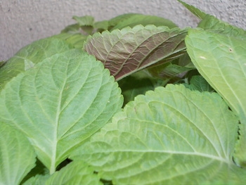 茄子の収穫と、エゴマの苗