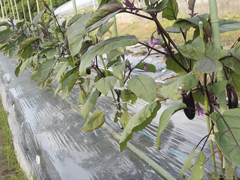 茄子の収穫と、エゴマの苗