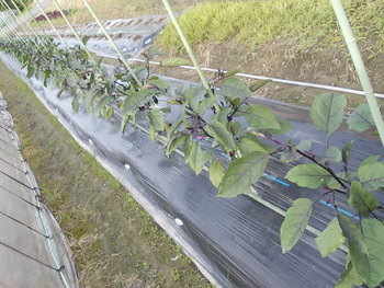 茄子の収穫と、エゴマの苗