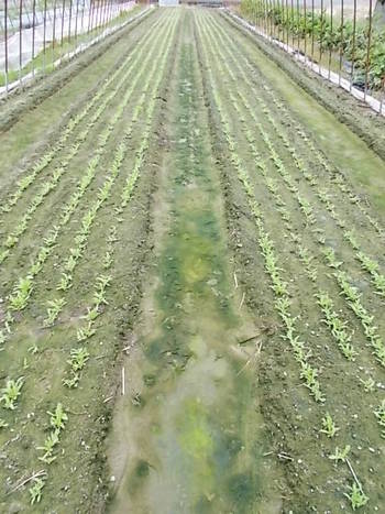 秋冬野菜の種まき