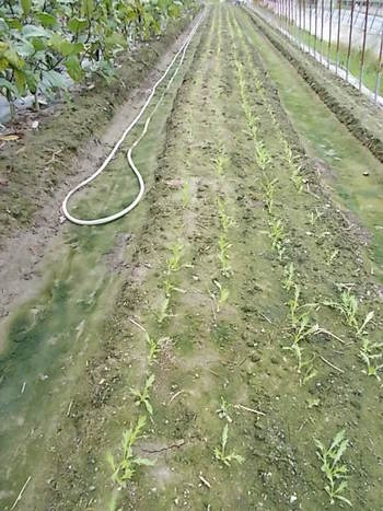 秋冬野菜の種まき