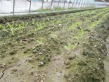 秋冬野菜の種まき
