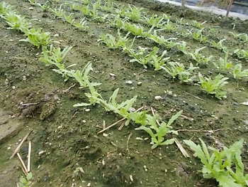 秋冬野菜の種まき