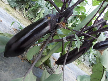 夏野菜が鈴なり