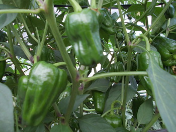 夏野菜が鈴なり