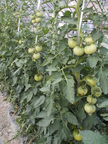 夏野菜が鈴なり