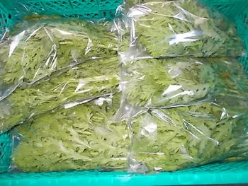 中葉春菊（夏菊菜）の収穫＆出荷