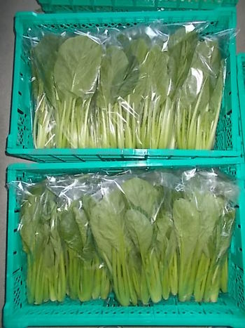 水菜、小松菜の収穫・出荷