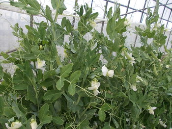 スナップエンドウ畑は花盛り