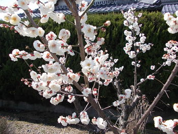八重の梅