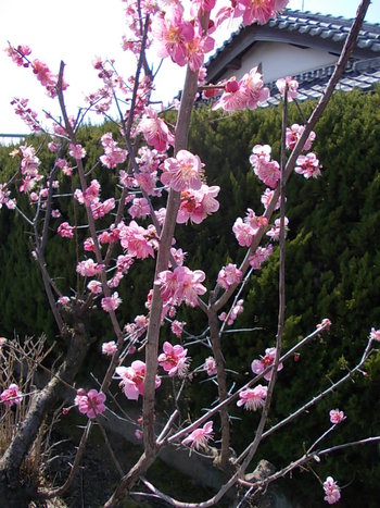 八重の梅