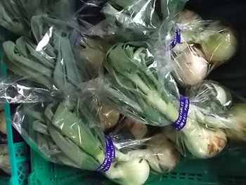 葉付き玉ねぎの出荷