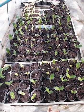 夏野菜の種まきから10日後の様子