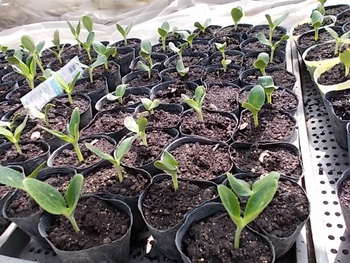夏野菜の種まきから10日後の様子