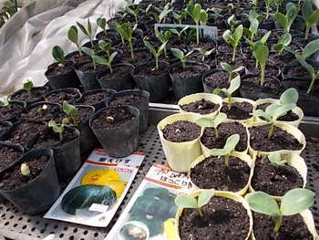 夏野菜の種まきから10日後の様子