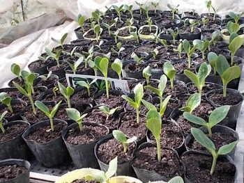 夏野菜の種まきから10日後の様子