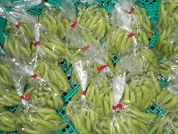 スナップえんどうの出荷