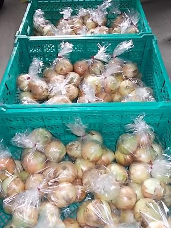 新玉ねぎの出荷