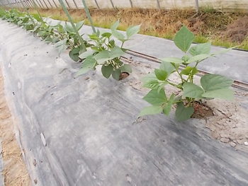 夏野菜畑の様子...ズッキーニ,なす,いんげん
