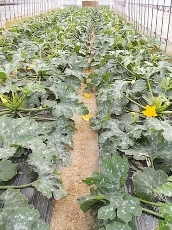 夏野菜畑の様子...ズッキーニ,なす,いんげん