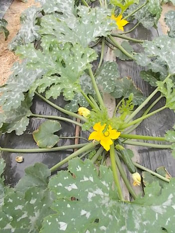 夏野菜畑の様子...ズッキーニ,なす,いんげん