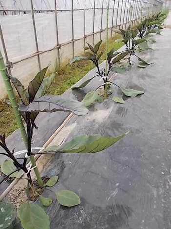 夏野菜畑の様子...ズッキーニ,なす,いんげん