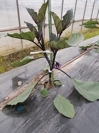 夏野菜畑の様子...ズッキーニ,なす,いんげん