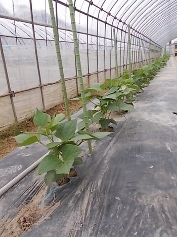 夏野菜畑の様子...ズッキーニ,なす,いんげん