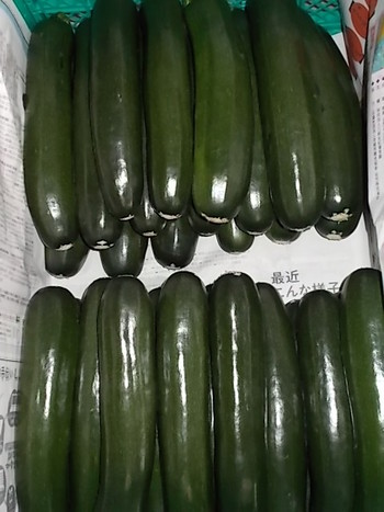 ズッキーニの出荷