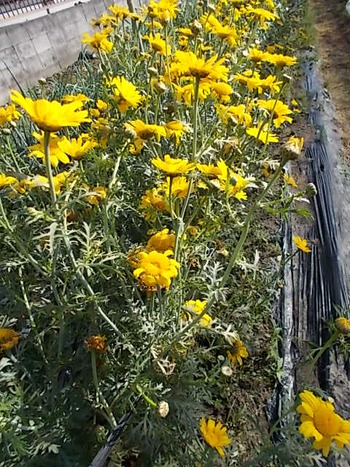 種取り用の春菊が花盛り