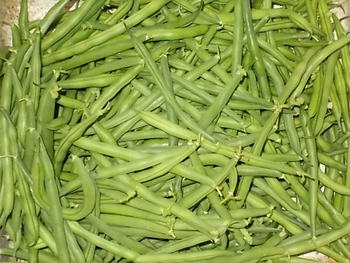 つるなしインゲン豆（初みどり）の収穫,出荷
