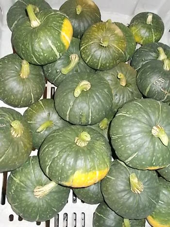 かぼちゃ（2種類）の収穫