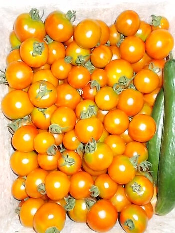 中玉トマトの収穫＆出荷