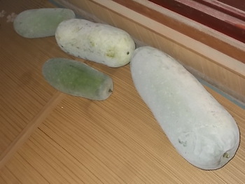 冬瓜の収穫＆出荷