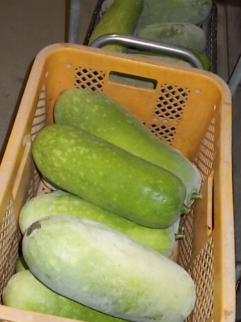 冬瓜の収穫＆出荷