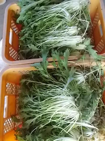 春菊とミズナの収穫