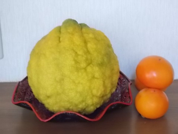 獅子柚子と柿