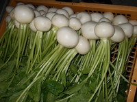 小かぶらの出荷