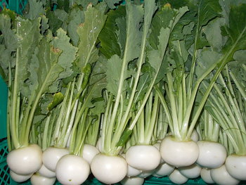 白カブ ゆきわらし の収穫＆出荷