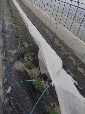 夏野菜苗の定植