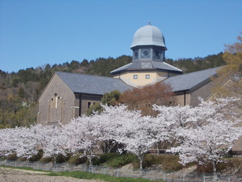 安土 文芸の郷の桜