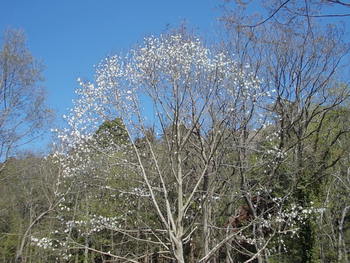 安土 文芸の郷の桜