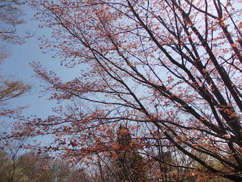 安土 文芸の郷の桜