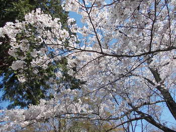 安土 文芸の郷の桜