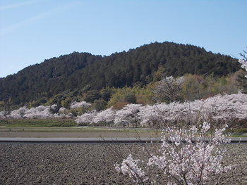 安土 文芸の郷の桜