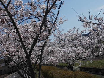 安土 文芸の郷の桜