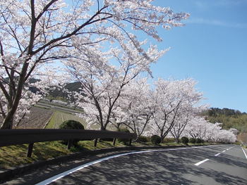安土 文芸の郷の桜